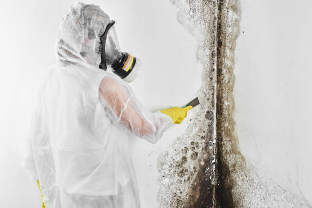 Best Water Damage Restoration  in Marshall, IL