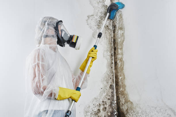 Best Emergency Mold Removal  in Marshall, IL