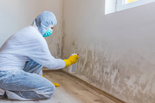 Best Certified Mold Removal  in Marshall, IL
