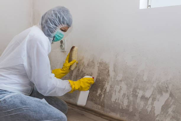 Best Affordable Mold Removal  in Marshall, IL