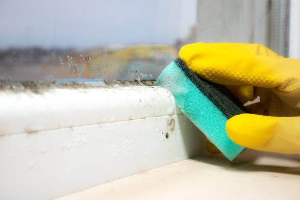 Best Best Mold Removal Companies  in Marshall, IL