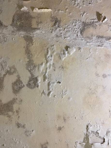Best Fast Mold Removal  in Marshall, IL