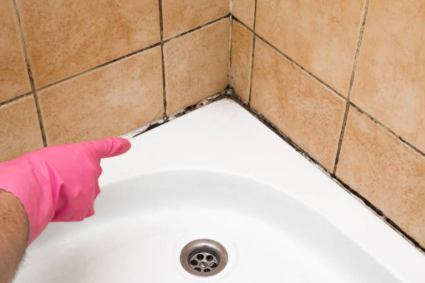 Best Black Mold Removal  in Marshall, IL